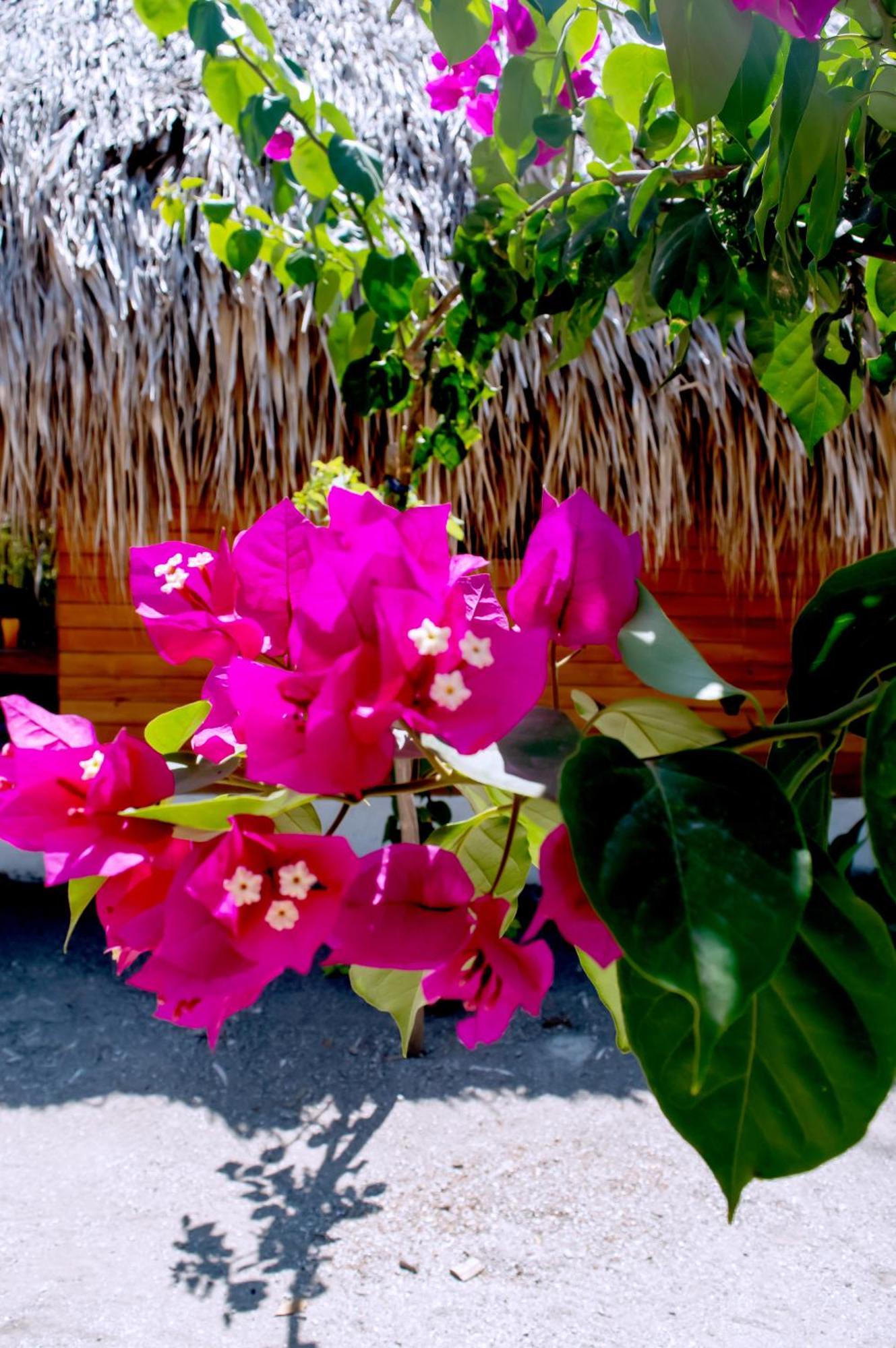 Palma Plata Islas Del Rosario Isla Grande  Buitenkant foto